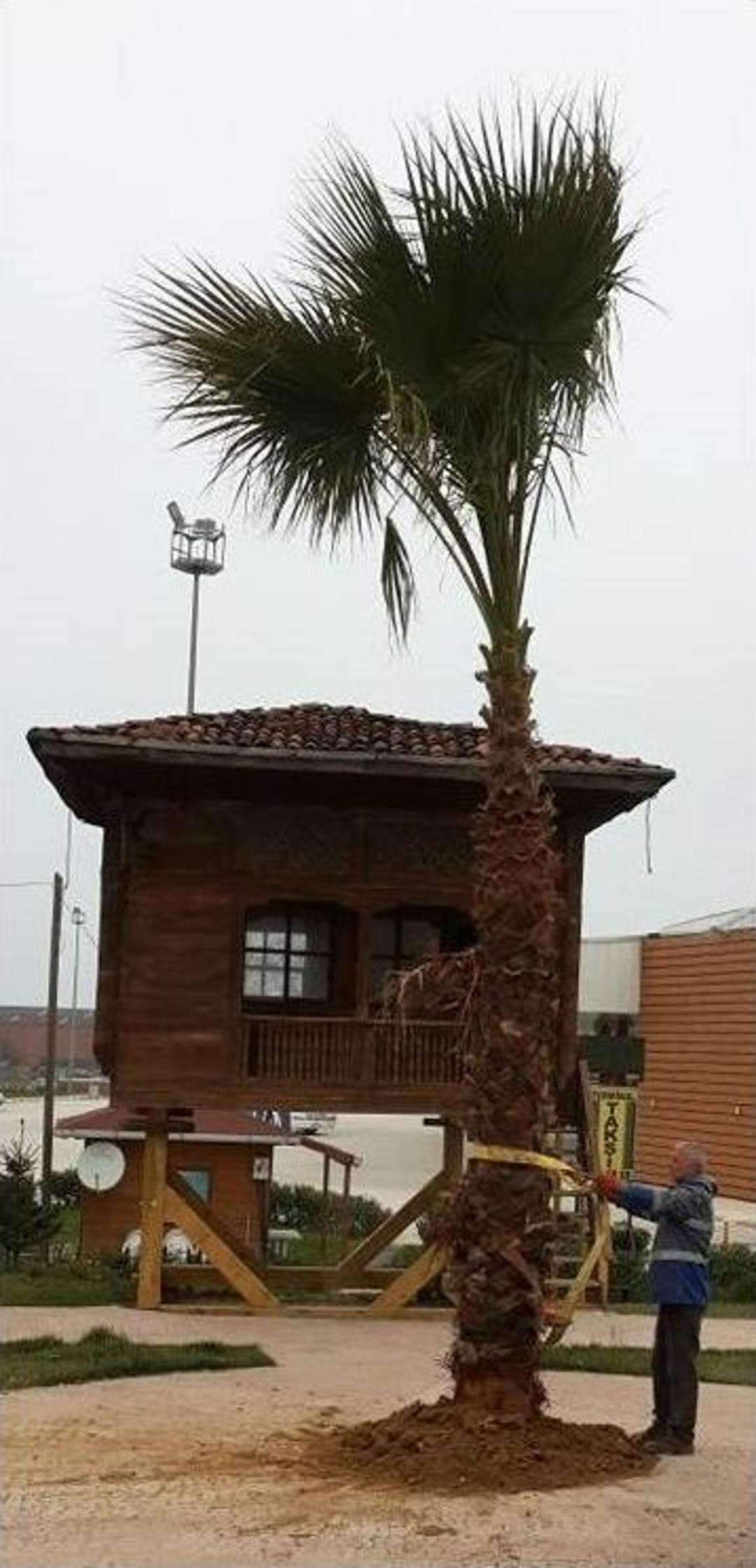 Ak&ccedil;akoca&rsquo;da Peyzaj D&uuml;zenleme &Ccedil;alışmaları Yoğunluk Kazandı