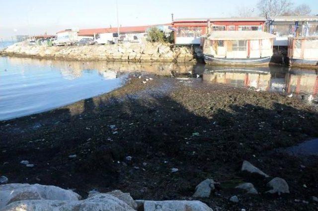 Yalova'da Deniz 10 Metre Çekildi