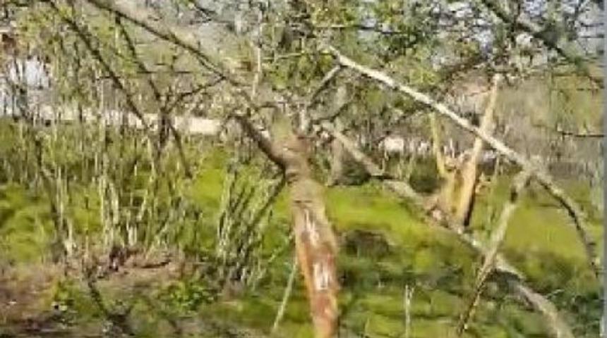 Bah&ccedil;e Tellerine Takılan Karacayı Kurtardı