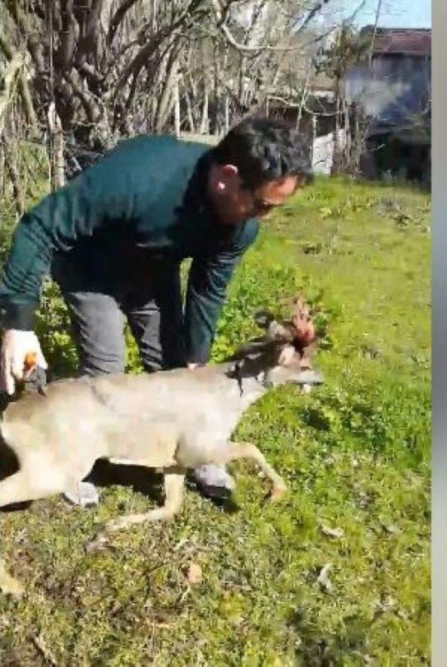 Bahçe Tellerine Takılan Karacayı Kurtardı