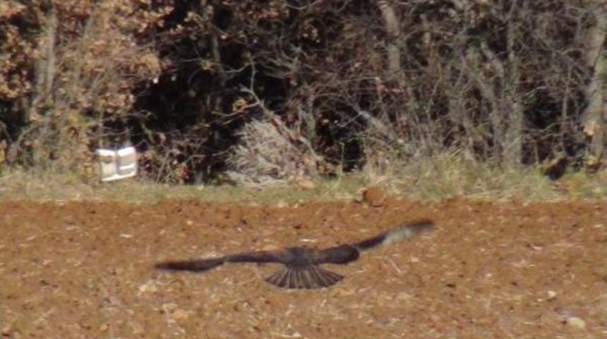 Avcıların Vurduğu Kızıl Şahin Tedavi Edilip, Doğaya Salındı