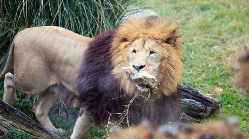 Zoopark&rsquo;taki Aslanların Nefes Kesen Kış İdmanı...(&ouml;zel Haber)