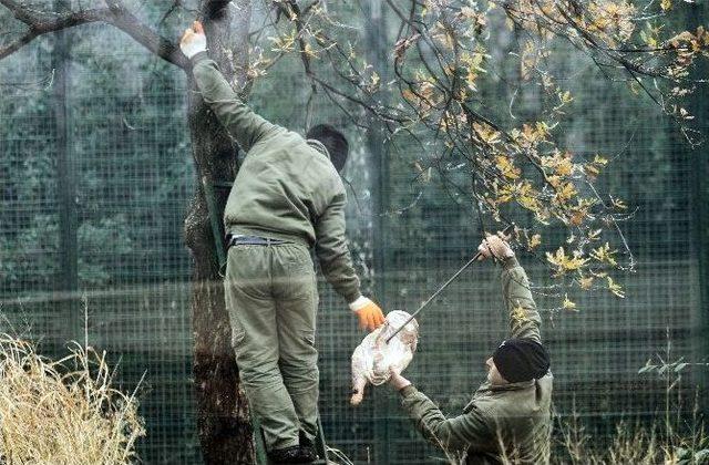 Zoopark’taki Aslanların Nefes Kesen Kış İdmanı...(özel Haber)