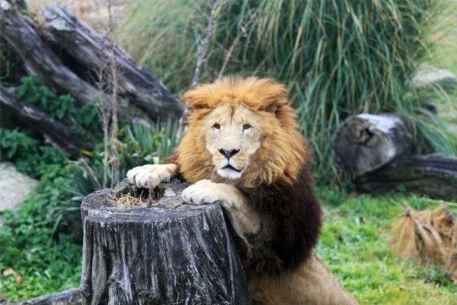 Zoopark’taki Aslanların Nefes Kesen Kış İdmanı...(özel Haber)