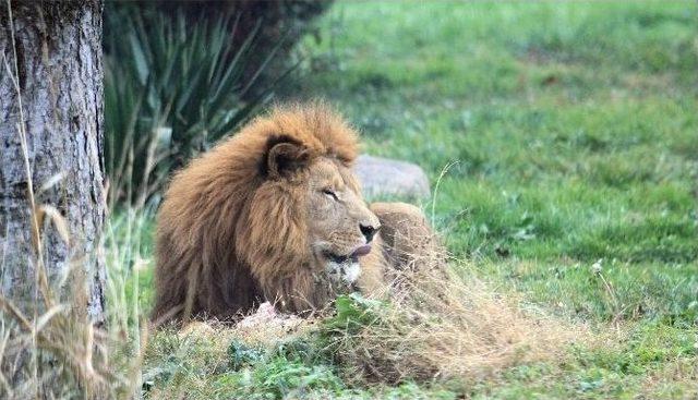 Zoopark’taki Aslanların Nefes Kesen Kış İdmanı...(özel Haber)