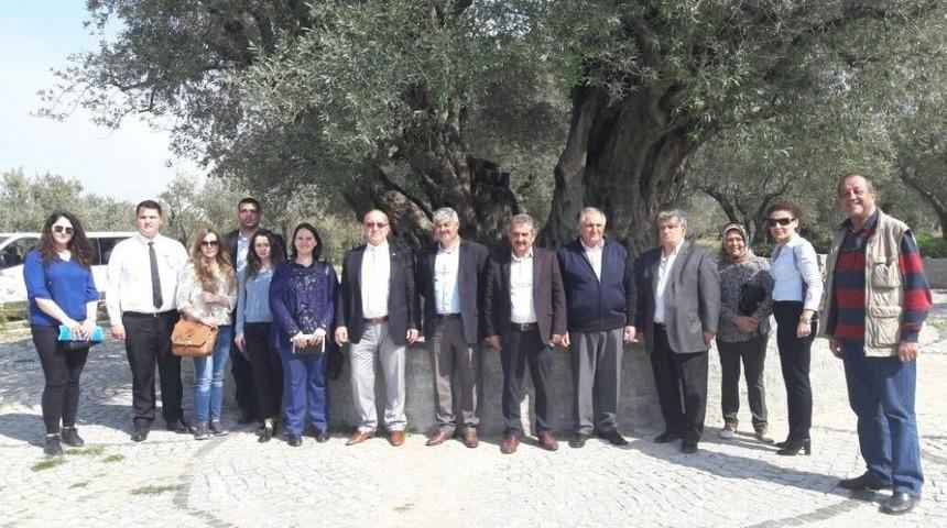 Anıt Ağacın &Ccedil;ehresi B&uuml;y&uuml;kşehirle Değişecek