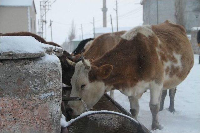 Ardahan’da Soğuk Hava Ve Kar Yağışı