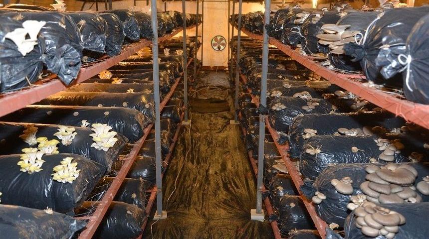 İstiridye Mantarı Yaygınlaşıyor