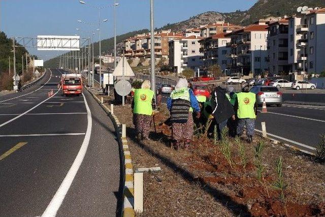 Karayolu Yeşillendiriliyor