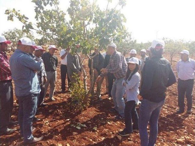 Ziraat Odası Öncülüğünde Çiftçiye Yerinde Eğitim Verildi