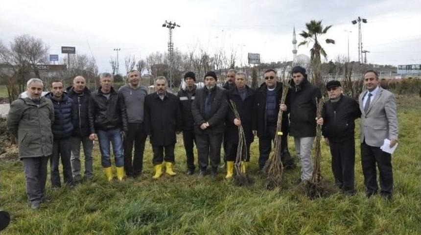 Sinoplu &Ccedil;ift&ccedil;ilere 10 Bin Adet Ceviz Fidanı Dağıtıldı