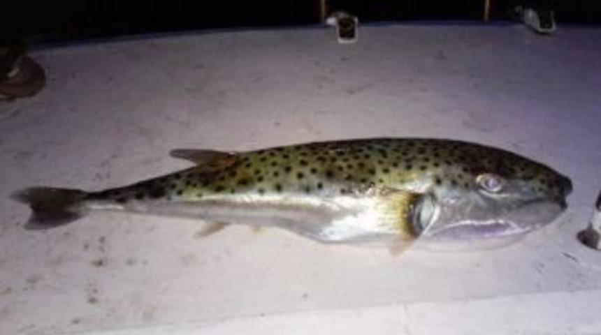 İzmir&rsquo;de Oltaya Takılan Zehirli Balon Balığı Şaşırttı