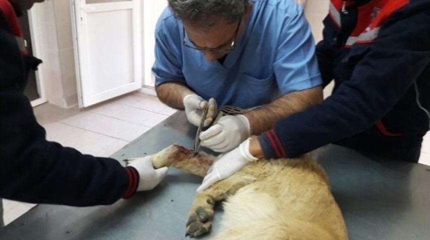 Yaralı Sokak K&ouml;peği Emin Ellerde