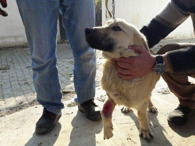 Yaralı Sokak Köpeği Emin Ellerde