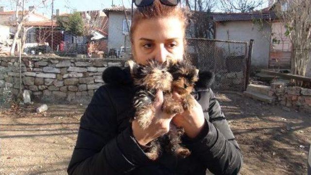 Türkiye'ye Kaçak Sokulan 4 Yavru Köpek Ihaleyle Satıldı