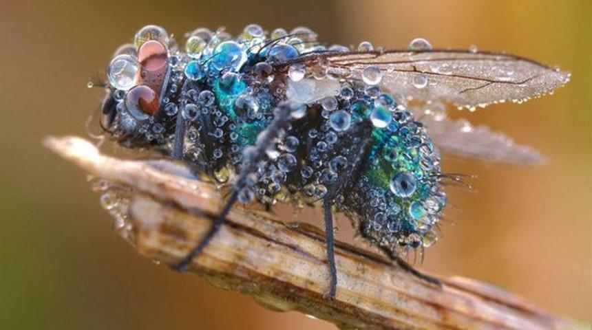 Sinekler ellerini neden ovuştururlar?