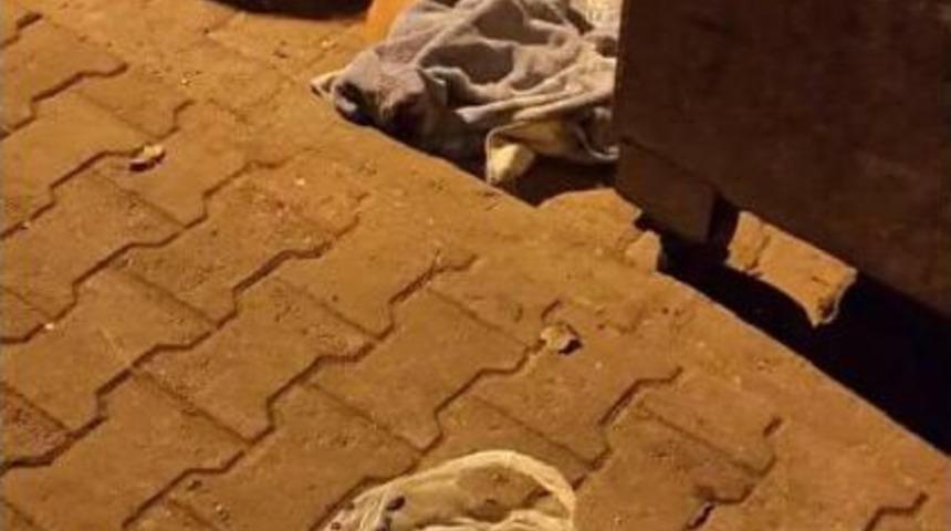 Tire'de 3 K&ouml;peği Zehirli Etle &Ouml;ld&uuml;rd&uuml;ler