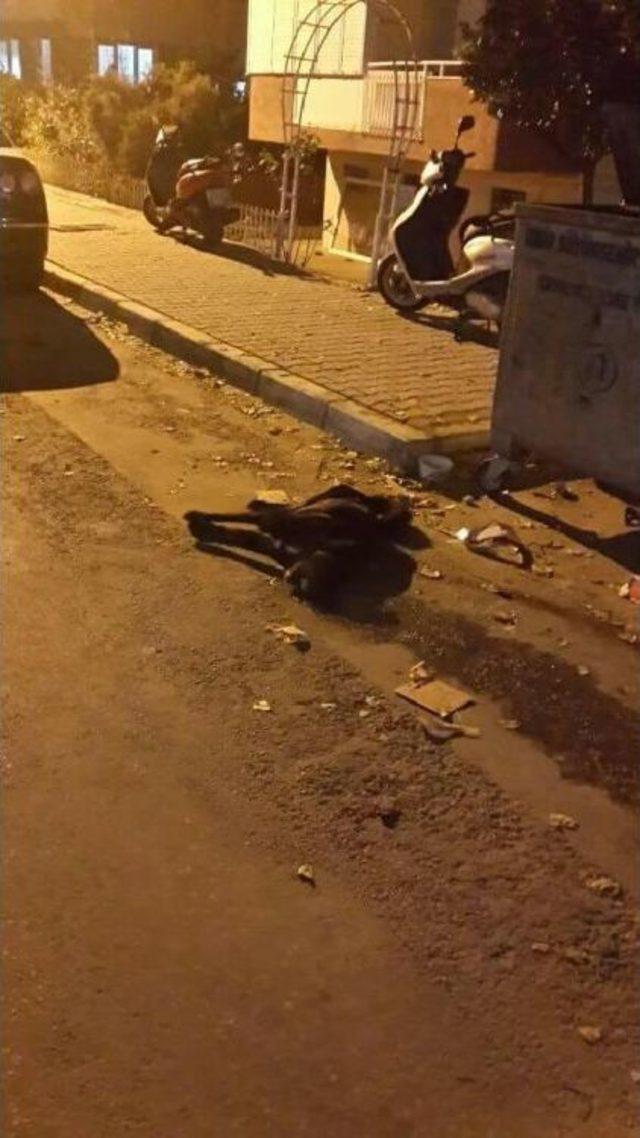 Tire de 3 K&ouml;peği Zehirli Etle &Ouml;ld&uuml;rd&uuml;ler 1