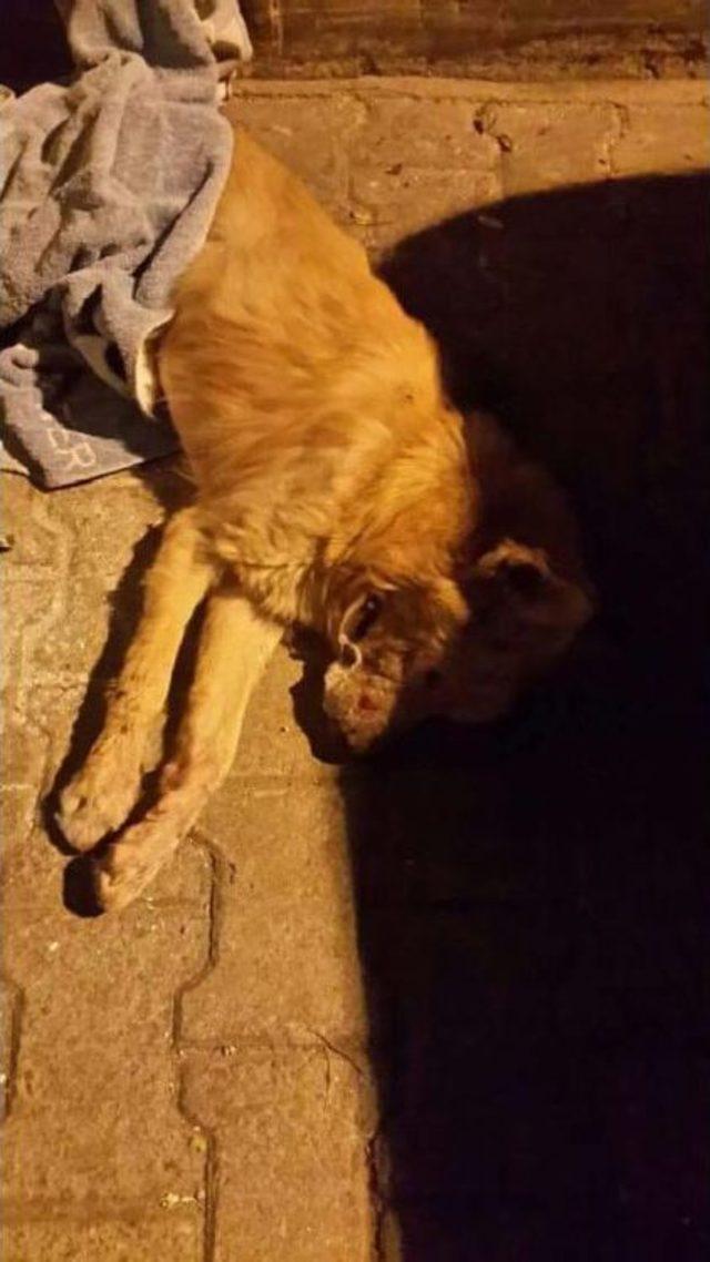 Tire de 3 K&ouml;peği Zehirli Etle &Ouml;ld&uuml;rd&uuml;ler 2