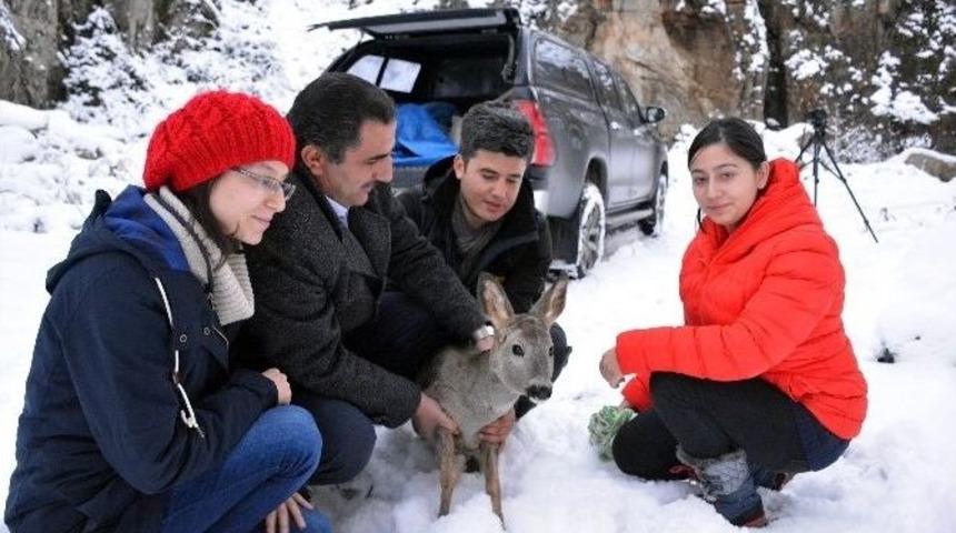 G&uuml;m&uuml;şhane&rsquo;de Tedavi Edilen Karaca Doğaya Bırakıldı