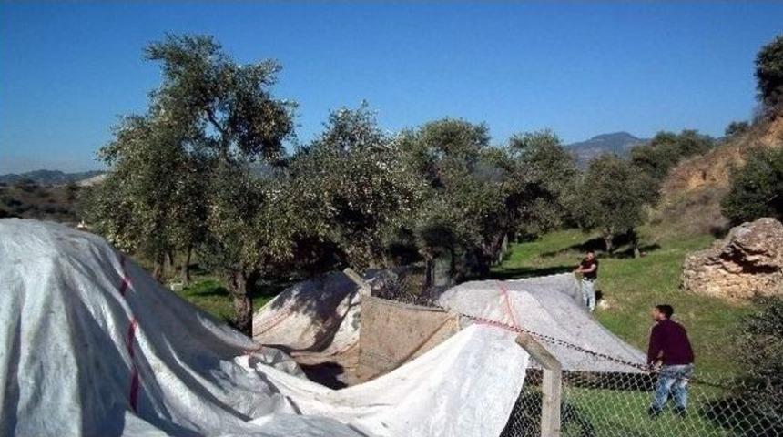 Aydınlı Zeytinciler Gece Domuz N&ouml;betine Başladı