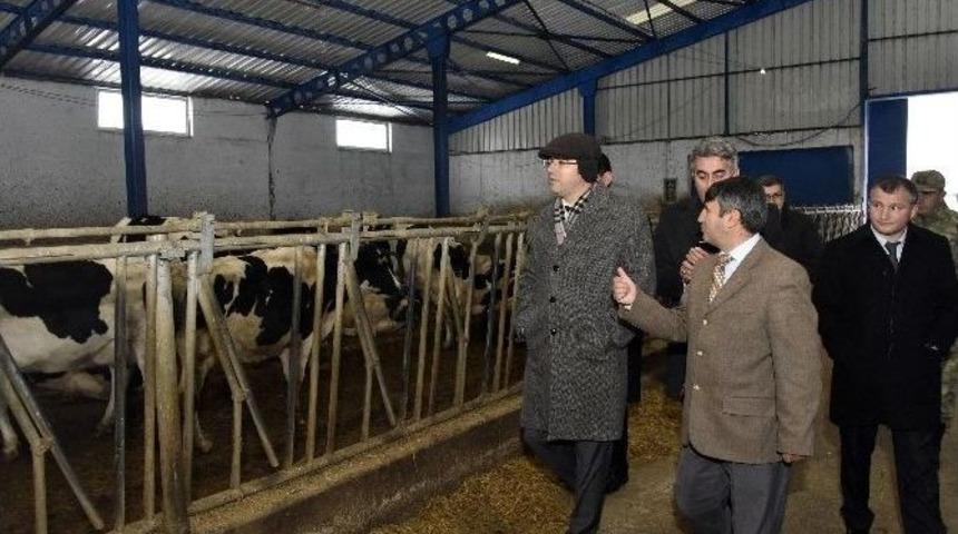 Vali Memiş, Şiran&rsquo;da Mandıraları Gezdi