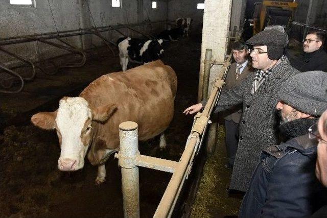 Vali Memiş, Şiran’da Mandıraları Gezdi