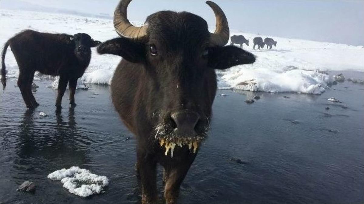 Soğuktan Y&uuml;zleri Dondu