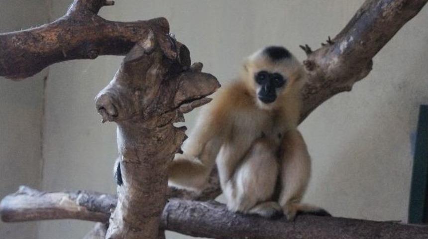 (&ouml;zel Haber) T&uuml;rkiye&rsquo;nin İlk Beyaz Yanaklı Gibbon &Ccedil;ifti Darıca&rsquo;da Buluştu