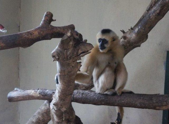 (özel Haber) Türkiye’nin İlk Beyaz Yanaklı Gibbon Çifti Darıca’da Buluştu