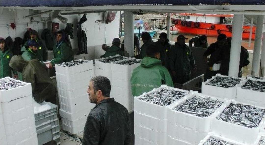 Karadeniz&rsquo;de Hamsi Bereketi