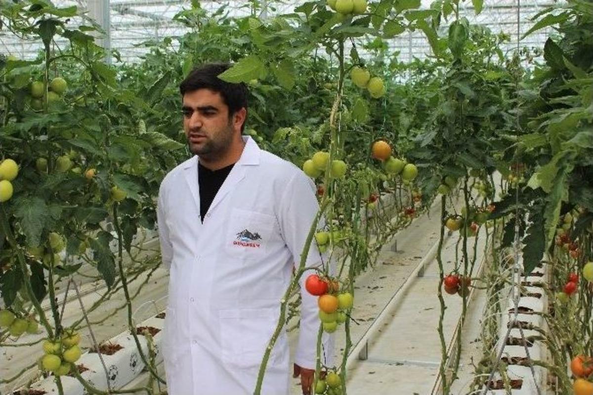 Eksi 40 Derecede Domates &Uuml;retiliyor