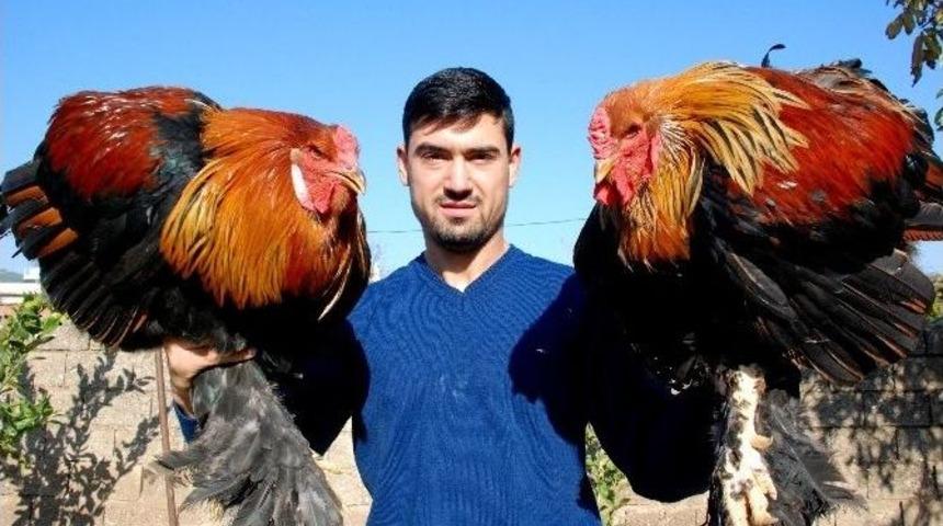 Kickboks Şampiyonu Horozunu Da Şampiyonluğa Hazırlıyor