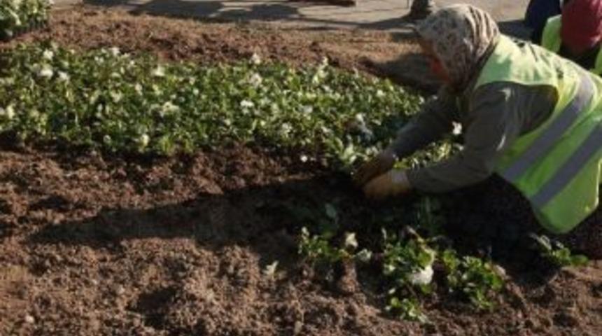 Hatay&rsquo;da Yeşil Alanlara Mevsimlik &Ccedil;i&ccedil;ek