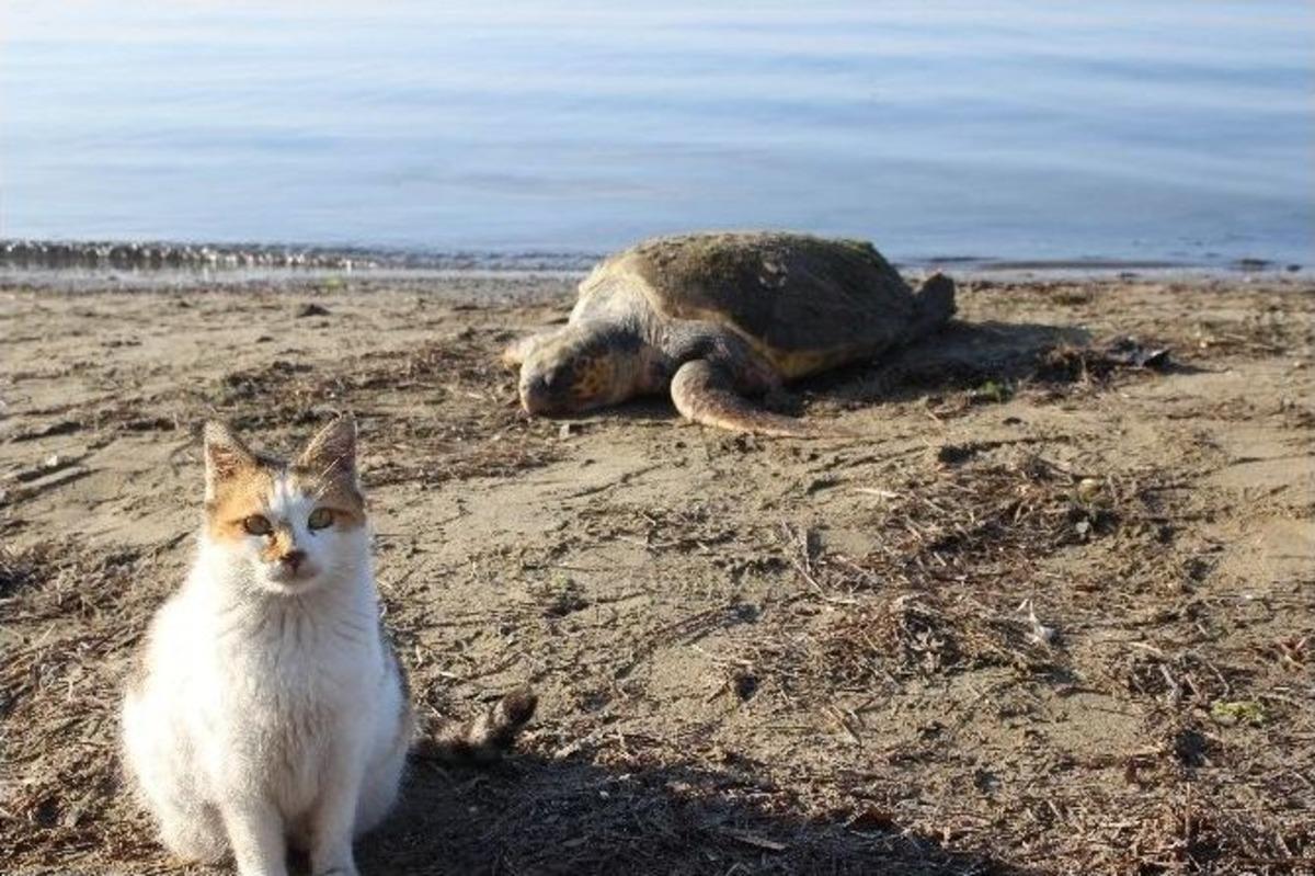 &Ccedil;anakkale&rsquo;de Sahile &Ouml;l&uuml; Caretta Caretta Vurdu