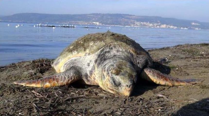 &Ccedil;anakkale'de &Ouml;l&uuml; Caretta Caretta Bulundu