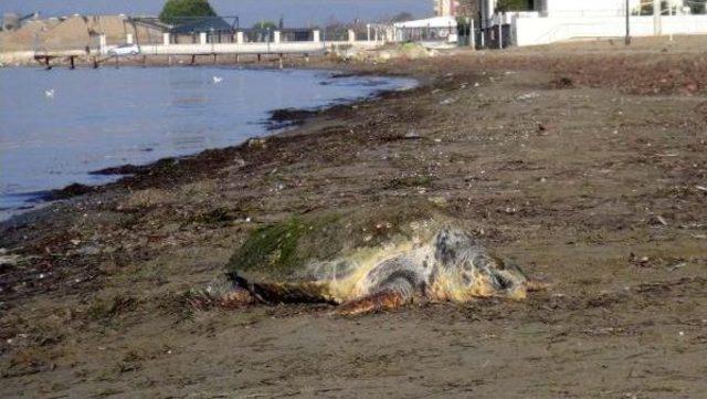 Çanakkale'de Ölü Caretta Caretta Bulundu