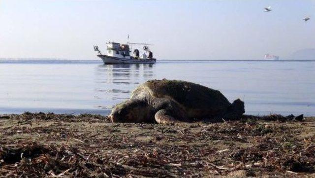 Çanakkale'de Ölü Caretta Caretta Bulundu