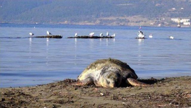 Çanakkale'de Ölü Caretta Caretta Bulundu