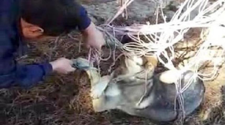 Ayağı Hamağın Ipine Dolanan K&ouml;peği Itfaiye Ekipleri Kurtardı