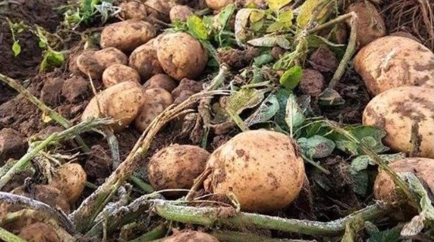 Patateste Y&uuml;zde Elli D&uuml;ş&uuml;ş Var, Fiyatlar Y&uuml;kselebilir