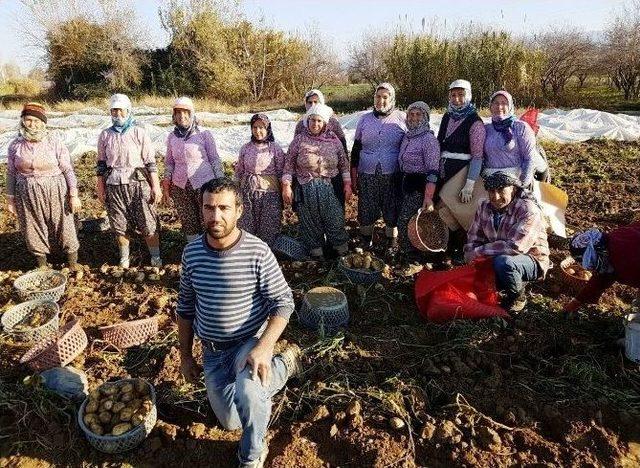 Patateste Yüzde Elli Düşüş Var, Fiyatlar Yükselebilir