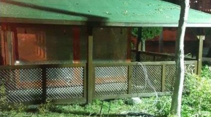 Antalya&rsquo;da Kedi &Ouml;l&uuml;mlerine Aydınlatmalı &Ouml;nlem