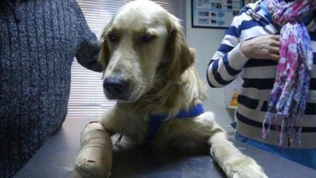 İki Bacağına Ateş Edilen Köpeği İngiliz Çift Sahiplendi