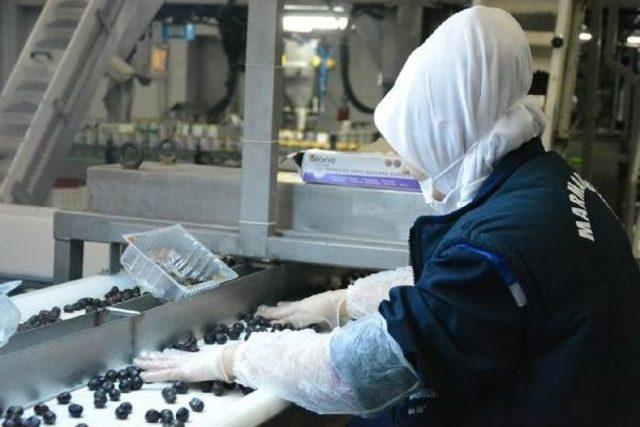 Türkiye 170 Milyon Zeytin Ağacı Ile Dünyada 2'nci Sırada