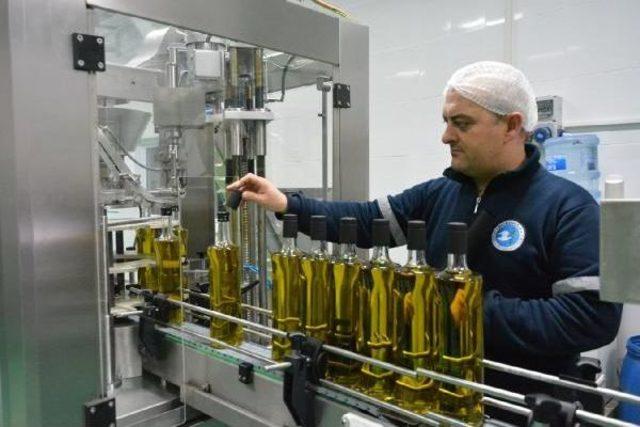 Türkiye 170 Milyon Zeytin Ağacı Ile Dünyada 2'nci Sırada