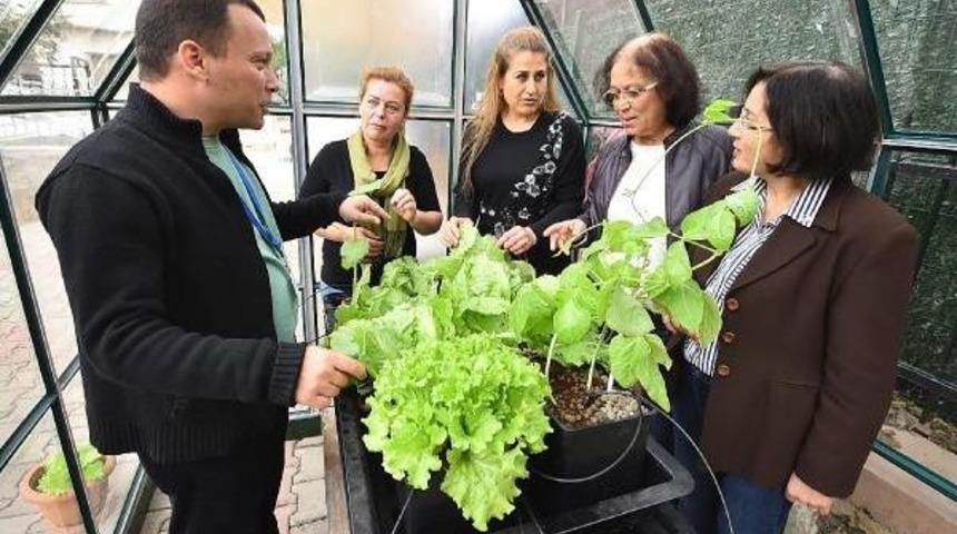 Toprak Değil 'kokopet'