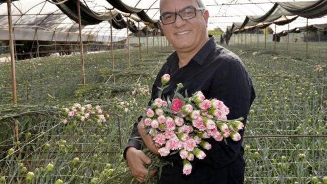 Avrupa'ya 50 Milyon Dal Noel Çiçeği