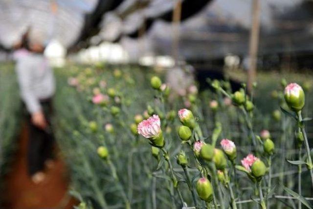 Avrupa ya 50 Milyon Dal Noel &Ccedil;i&ccedil;eği 2