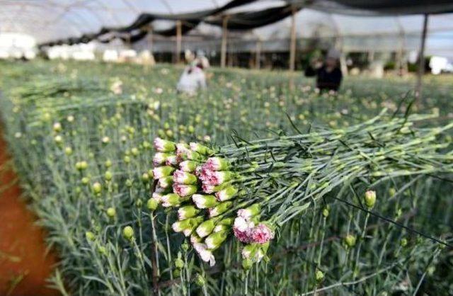 Avrupa ya 50 Milyon Dal Noel &Ccedil;i&ccedil;eği 3